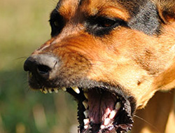 Dog Bite Attorney Dog Bite Attorney